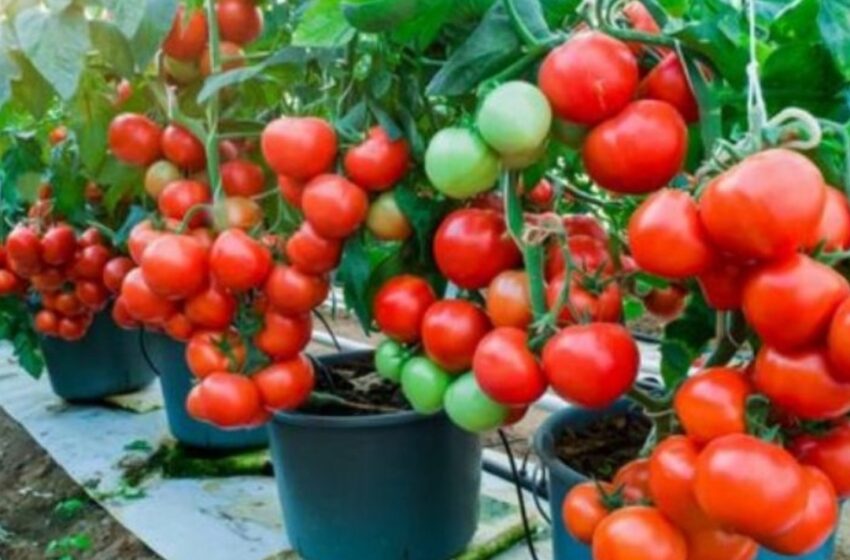  Los tomates son las hortalizas ideales para iniciar una huerta. Se cultivan muy bien en macetas y nos harán sentir orgullosos durante la cosecha.