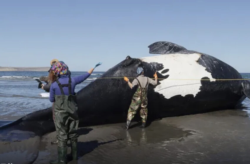  Península Valdés: ya encontraron a 18 ballenas muertas 